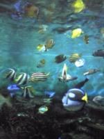 sea