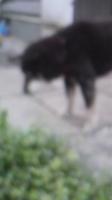 コロの飼い主