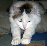 timosha