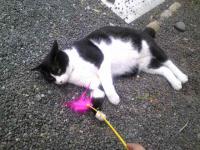ぱんだねこ