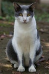 nekoshima