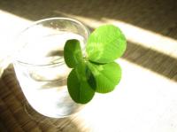 clover2