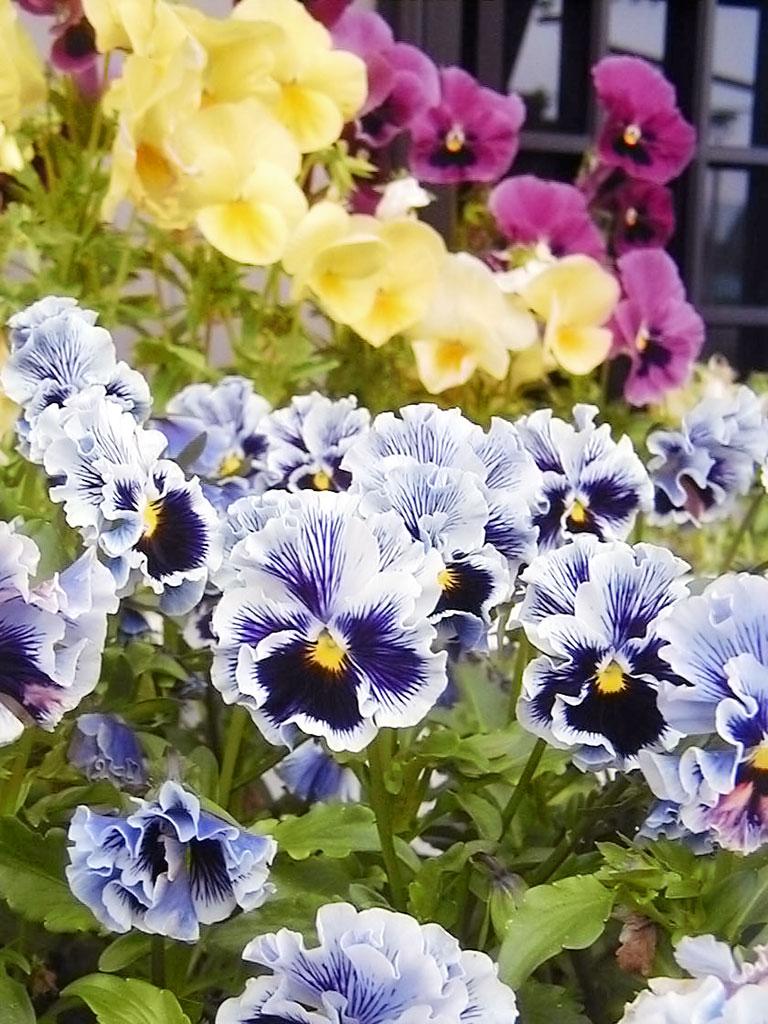 サクラ散る 開花期間は観測史上最長に・・・<b>神戸</b>｜花花レポート