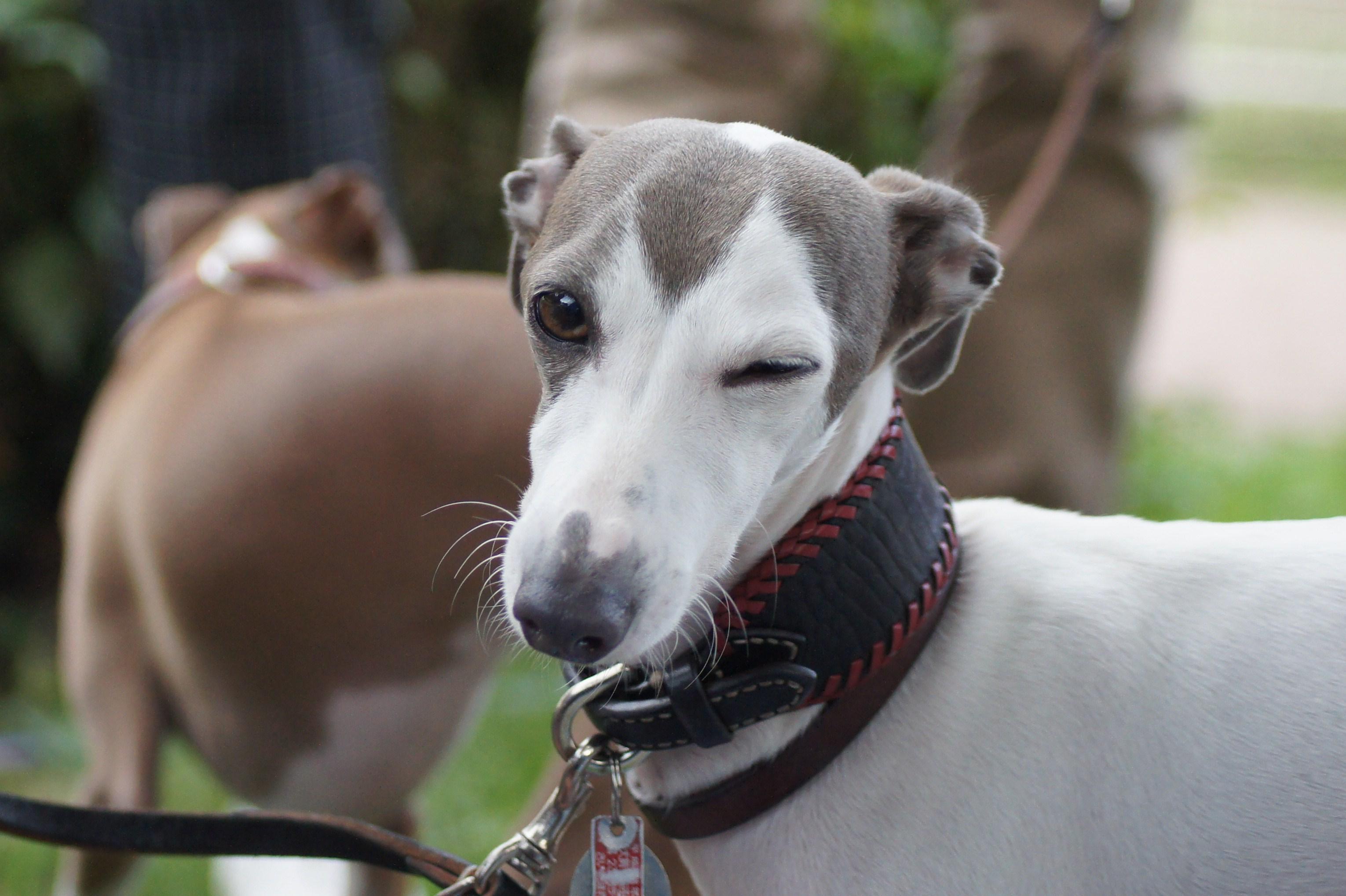 イタリアの最高の犬種10種