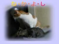タイトル未設定