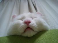 ぶさぬこ