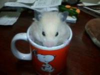 キンちゃん