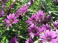 popoの好きな花