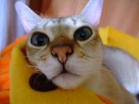 ふにゃ？