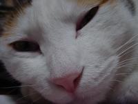 大好きだ