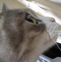 べー