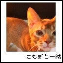 ｺﾑｲﾁﾊﾞﾅｲﾁ