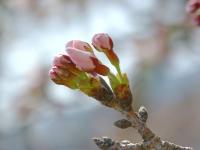 桜のつぼみ