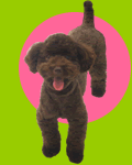 lulu-chan