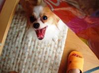 きしゃー
