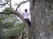 Ｔｒｅｅ
