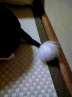 ワンコのしっぽ
