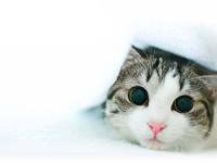 ねこ