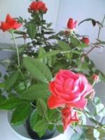 rose
