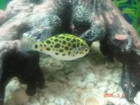 こすけ