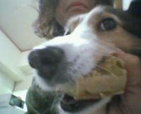 芋金つば強奪犯犬