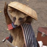 たぬき