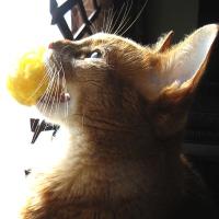 kucing01