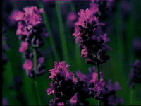Bergamot