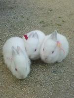 usagi