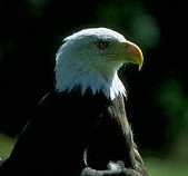 BaldEagle