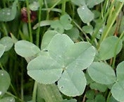 Clover