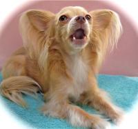 ノア