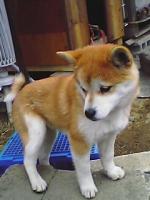 ぶぅ