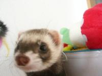 ぶんぶん