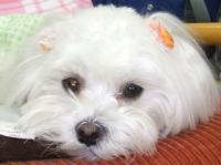 ルナ