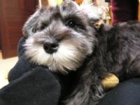 Chester