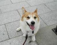 マロン