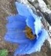 blue-poppy
