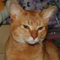ねこ①