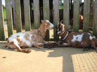 animals