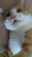 トラ