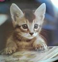 こねこ