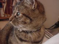 chippi2