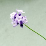 ラベンダー