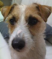 JRT_Choriza