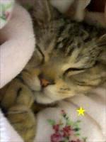 うちの猫