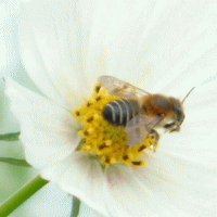 蜂