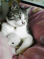 ムサシとカメ吉