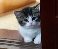 ちろたん