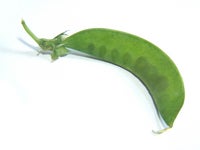 遠藤豆